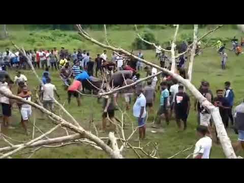 Chopra vs pitu bull goan bullfight lovers ✌️