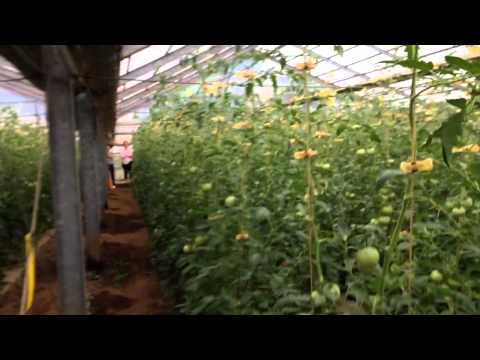 download lagu mp3 mp4 Japanese Momotaro Tomatoes, download lagu Japanese Momotaro Tomatoes gratis, unduh video klip Japanese Momotaro Tomatoes