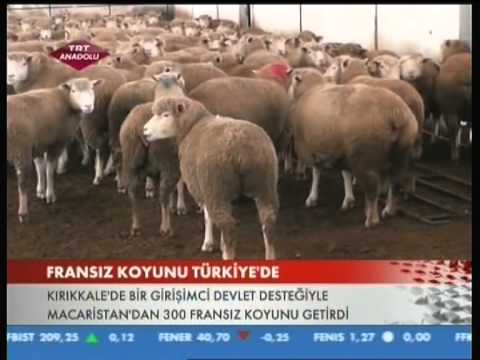 İLE DE FRANCE KOYUNU TÜRKİYE