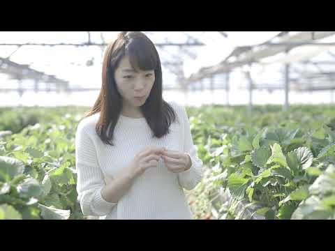 やまぐち映像図鑑 NO.077 いちご狩り［山陽小野田市］ | Strawberry Picking [ Sanyo-Onoda city ]