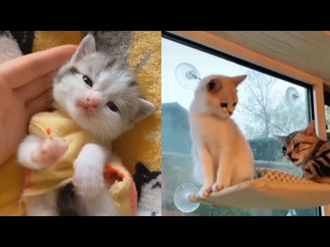 Cute Cats So Wsam - Funny and Cute Baby Cats Videos Compilation #04| Animals | R Shahariya