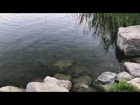 Nature Travelers - Professor's Lake, Brampton