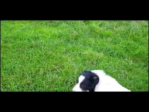 Teaching a dog to Outrun using a pen with automatic gate