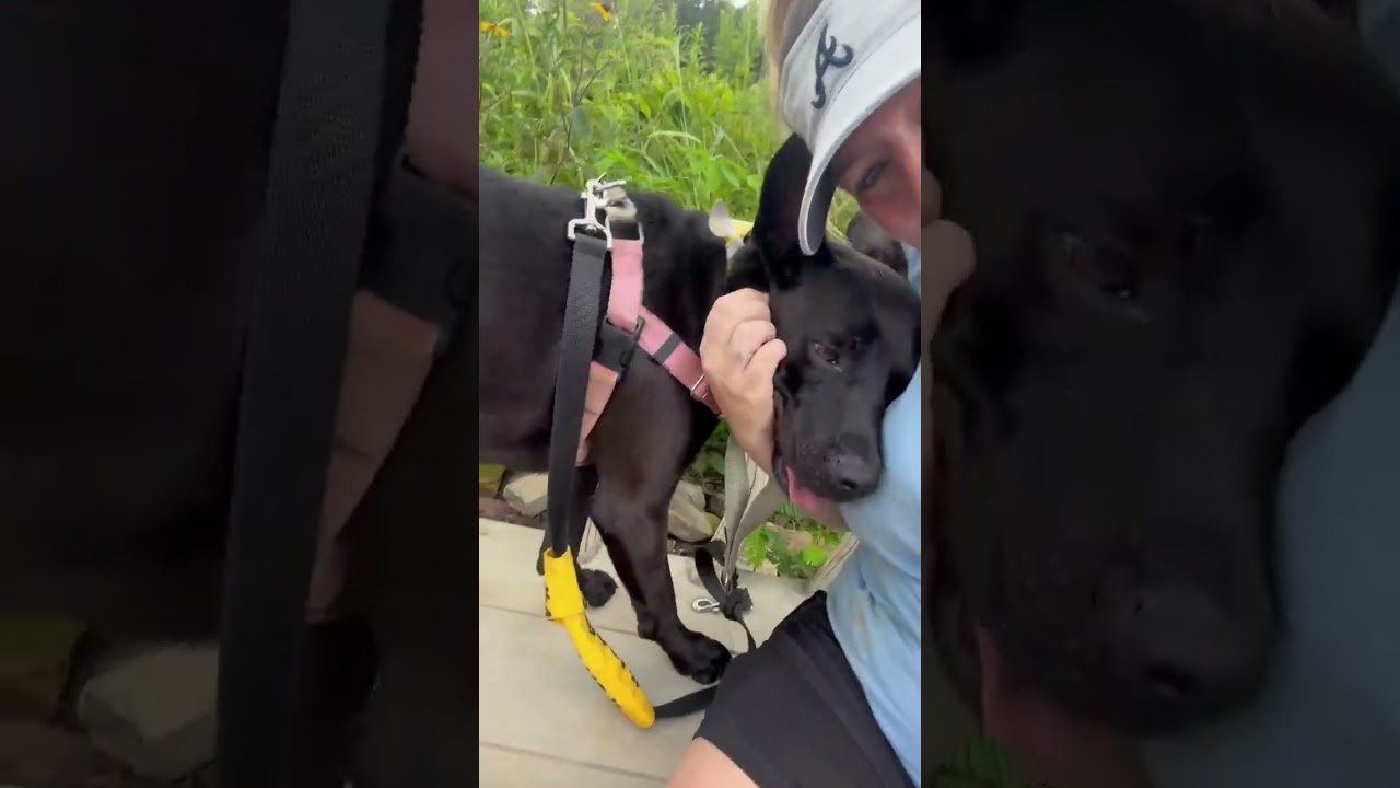 Enlarge Gandalf, a Adoptable mixed breed in Ellijay, GA video 2/2