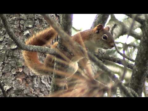 Vokalizácia veveričky červenej (Tamiasciurus hudsonicus)