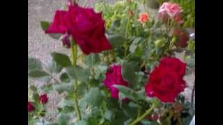 MAMY BLUE - LADY HAGUA - MUSIC - SONG -