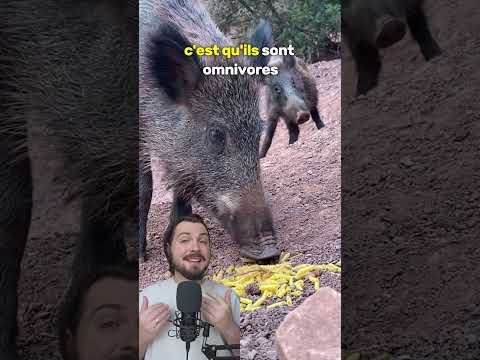 Le sanglier 🥩#culturegenerale #nature #animaux #sanglier #strategie