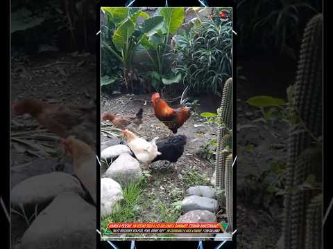 ¡Vamos a pasear!, un Vecino sacó a Las Gallinas a caminar?, estarán Amaestradas?, dónde fue?