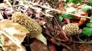 preview picture of video 'Morel Mushroom Hunting in Missouri 2014'