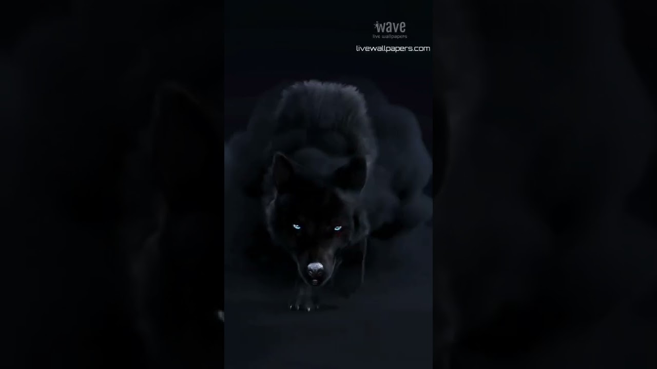 Wolf Backgrounds 4k/HD 3