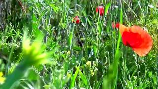 Mark Knopfler, Old Pigweed, (”ierburi vechi”)