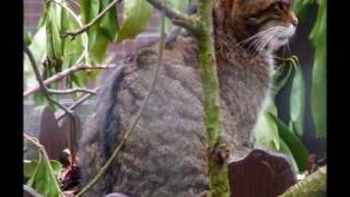 preview picture of video 'Scottish Wildcat -Near Extinction'