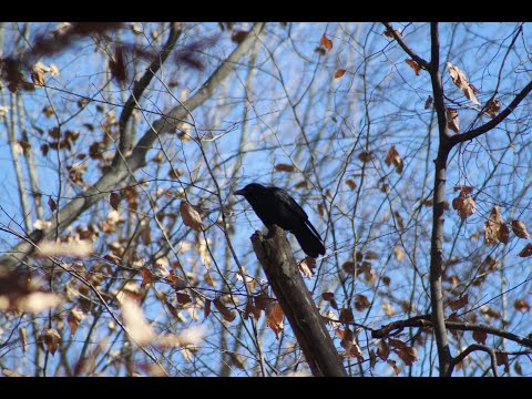 Episode 16: American/Fish Crow