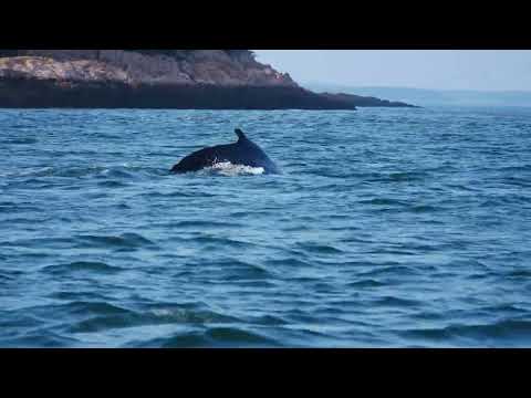 Taste of New Brunswick Wildlife (Species in description)