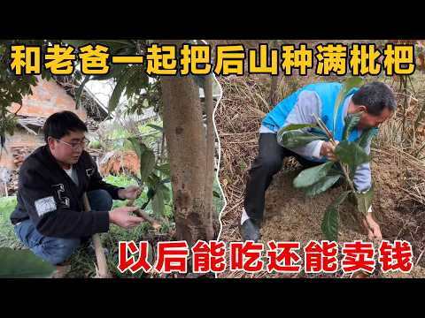 My dad and I planted loquat trees all over the breeding farm. Now we don't have to buy loquats to...