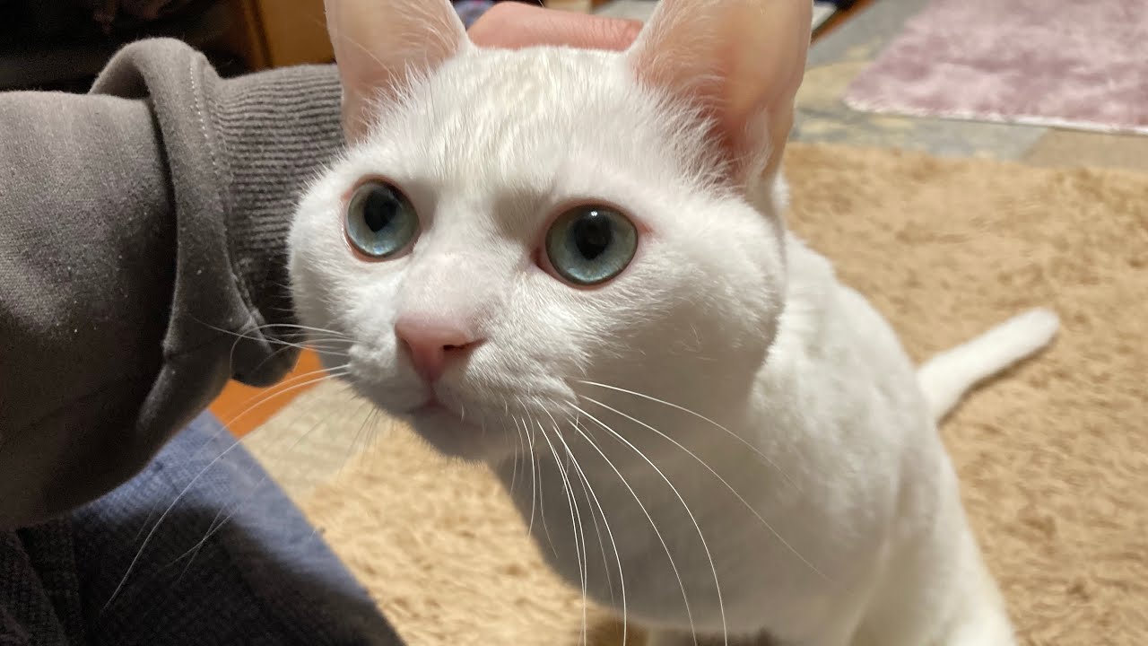 コロナに感染してもそばに来てくれる猫