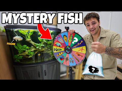 Buying WHATEVER FISH the Wheel Lands on for My AQUARIUM!!