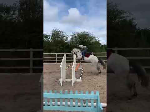 Class 1 5yr Old Mare X Gwennic - Image 2