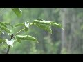 Rain Rain Rain Relaxing Sound For A Better Sleep
