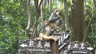 preview picture of video 'Monkey Fight - Qianling Park - Guiyang'