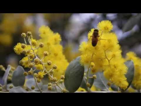 , title : 'Selecting an apiary site - a 'how to' video from the Honey Bee & Pollination Program