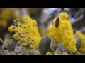 Selecting an apiary site - a 'how to' video from the Honey Bee & Pollination Program