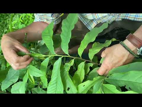 Csodakertész - Indián banán, Pawpaw