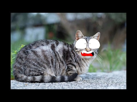 Monster how should i feel meme but its a gray cat song prank