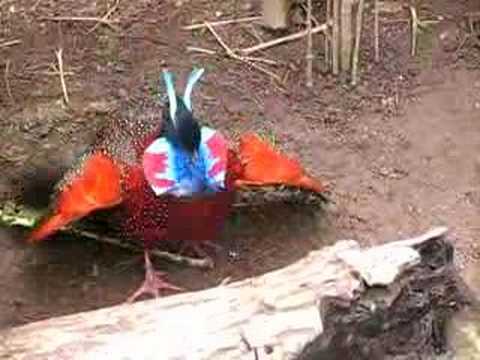 Tragopan Maskuotė tinklas Ghillie smėlio spalvos video