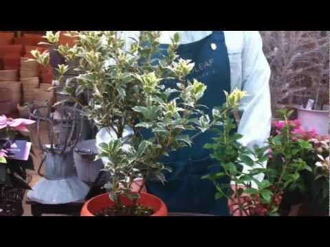 ヒイラギ、ベルギレックス 植物