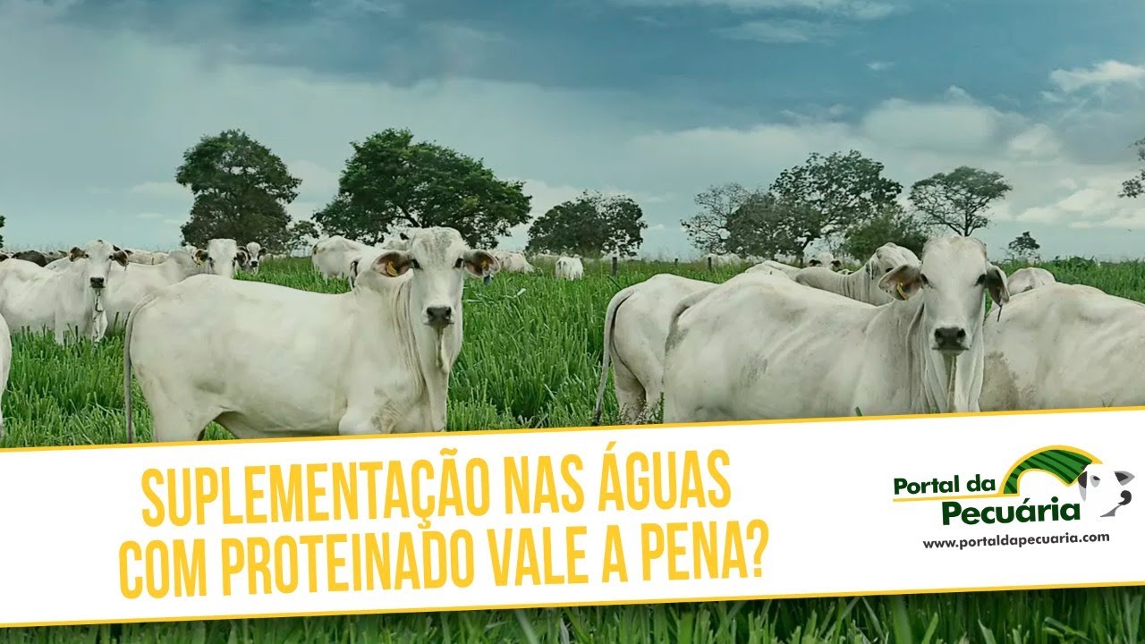 Suplementação nas águas com proteinado vale a pena?