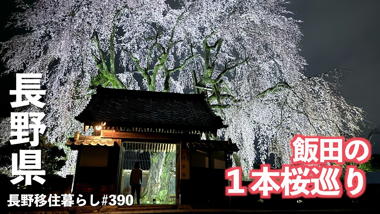 【長野移住】大迫力のしだれ桜!!飯田の桜ライトアップはここに行くべし!!｜伊那谷｜桜｜ドライブ｜田舎暮らし｜長野県｜4K