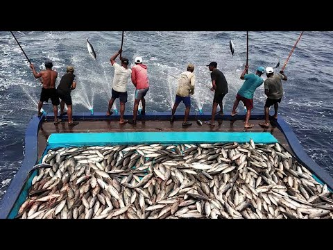 Amazing Fast Longline Tuna Fishing, Catch Too Many Live Fish on The Big Sea!!