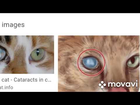 My cat has the problem of cataract😭...must watch and solve your cat's problems😿🙏