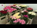 Hoge gasprijs raakt Flevolandse tuinders en mogelijk ook de prijs van bloemen