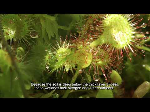 Parcul Natural Apuseni - Habitate umede