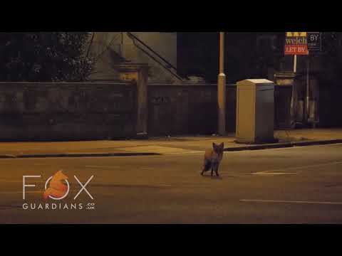 Vixen Faith calling for a mate