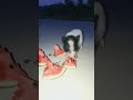 Baby Pig Cute And Funny Pig Videos Compilation 94