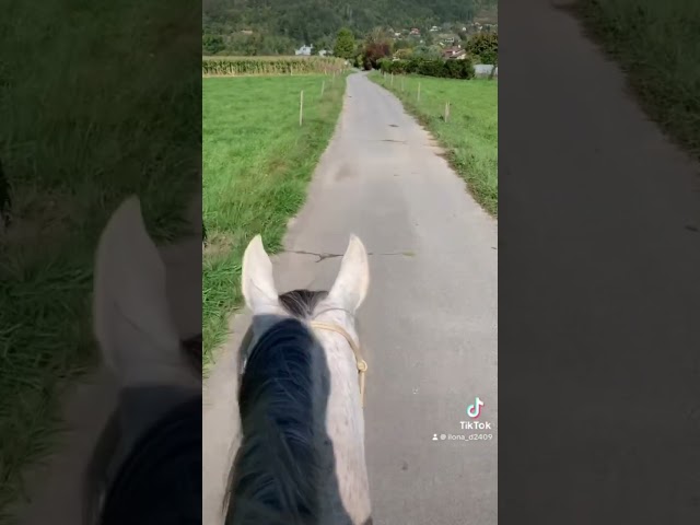 Medea Scuderia Alcantara PP, 7 ans, grise 