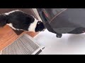 Alexander Disgracing His Norwegian Forest Cat Roots