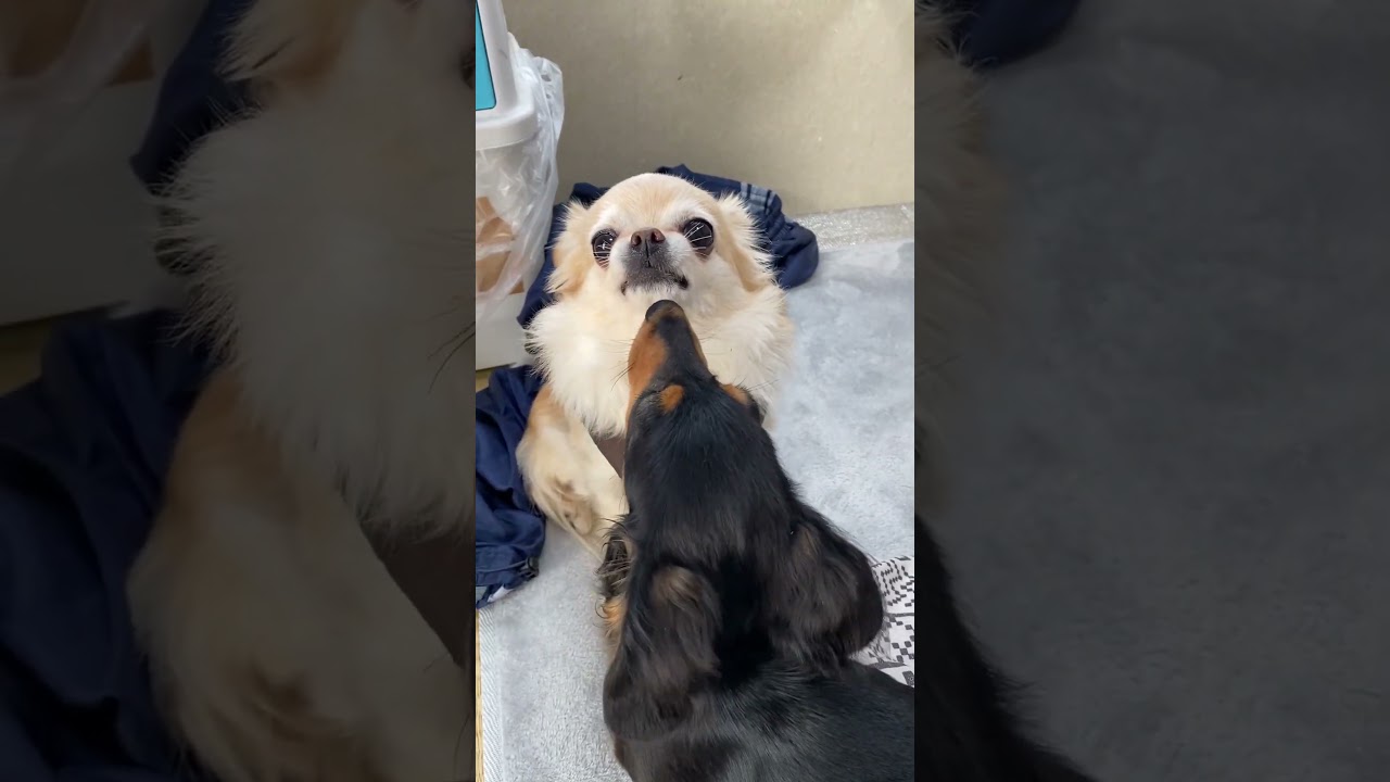 チワワのソラが遊びに来てチョコ大興奮【カニンヘンダックス・チョコの日常】Kaninchen Dachshund #shorts