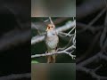 Masteran terbaik pokoknya | burung sikatan londo (Common nightingale)