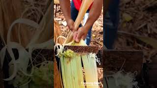 Can Abaca Be Used to Make Clothes? 🌿👕 | Nature’s Hidden Fabric!