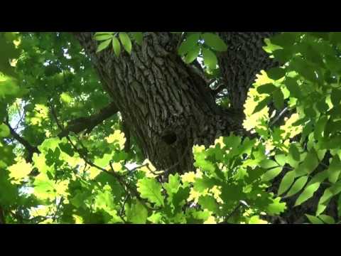 Passeggiata al parco regionale La Mandria