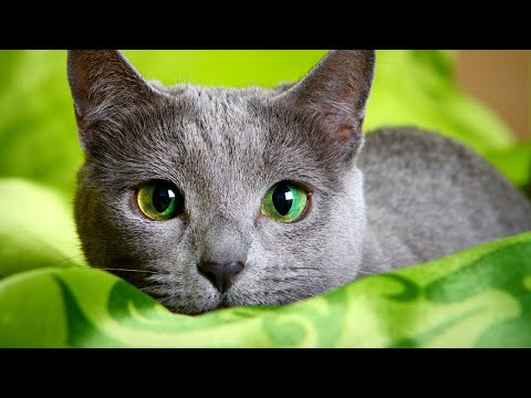 Николай Дроздов рассказывает о кошках 🐈