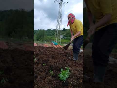 misir kazmak lazut'i oxaşk'u  /