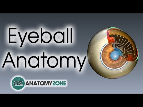 Eyeball Anatomy