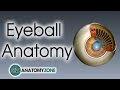 Eyeball Anatomy