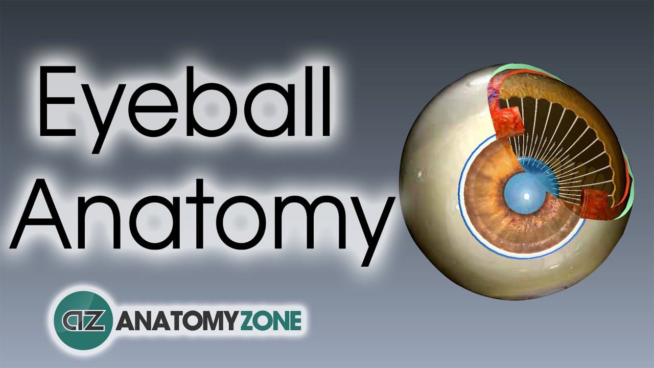 Eyeball Anatomy