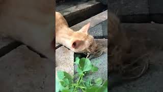 Download lagu Akar Daun anting anting untuk kucing, mereka suka banget! mp3
